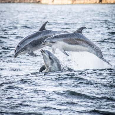 Three bottlenose dolphins leaping from choppy water