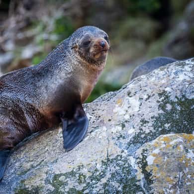 A fur seal resting on a lichen-covered rock