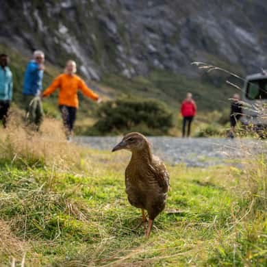 A brown weka on the grass, walkers on the path behind